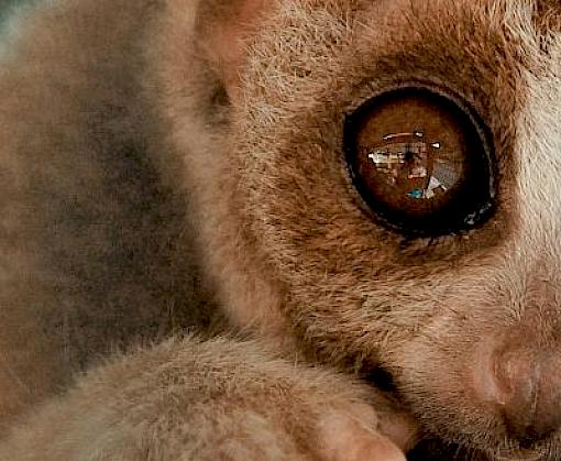 Expanded wildlife identification guide for law enforcement agencies across Southeast Asia