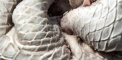 Scaly Nexus: Mapping Indonesian pangolin seizures