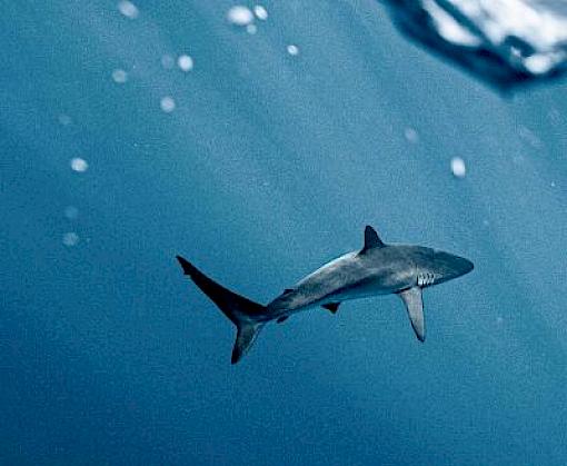 Missing Sharks: A Country Review Of Catch, Trade And Management Recommendations For CITES-Listed Shark Species