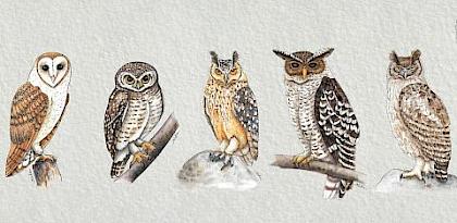 Strengthening owl protection in India: new tools launched on world wildlife day