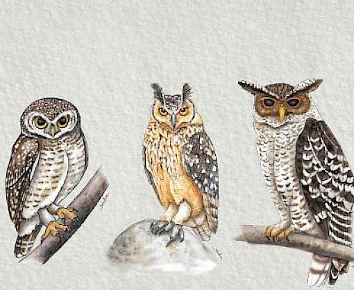 Strengthening owl protection in India: new tools launched on world wildlife day