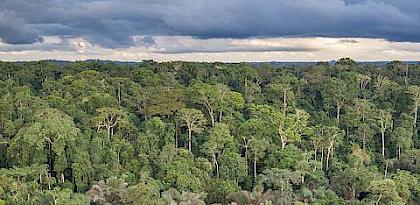Improving timber supply chains will help unlock sustainable production and consumption this International Day of Forests
