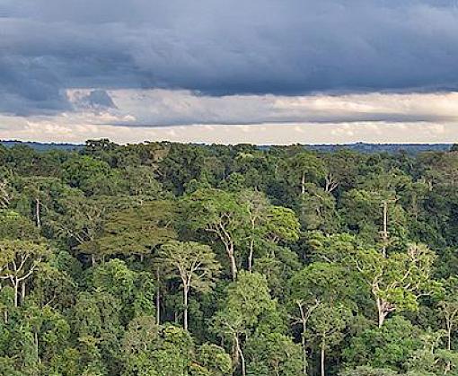 Improving timber supply chains will help unlock sustainable production and consumption this International Day of Forests