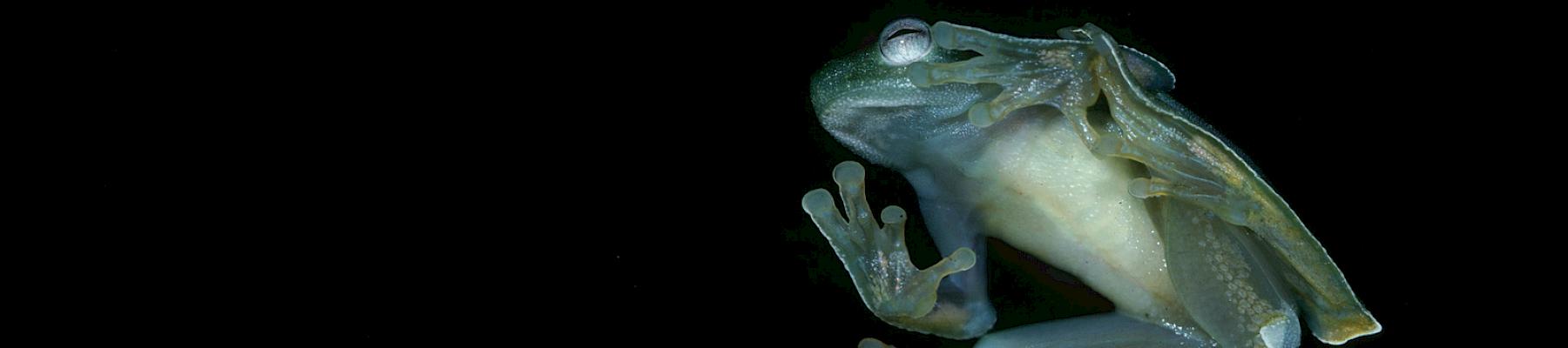 Treefrogs (Hylidae) Peru ©André Bärtschi / WWF