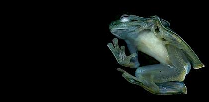 Illuminating Amphibians: The amphibian trade in Japan