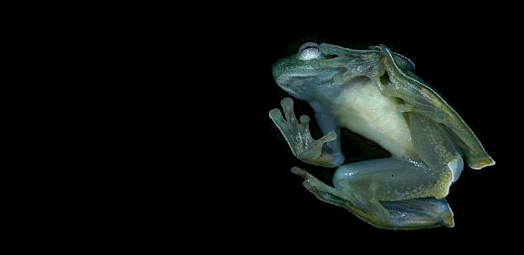 Treefrogs (Hylidae) Peru ©André Bärtschi / WWF