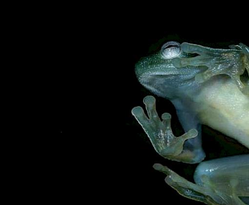 Illuminating Amphibians: The amphibian trade in Japan