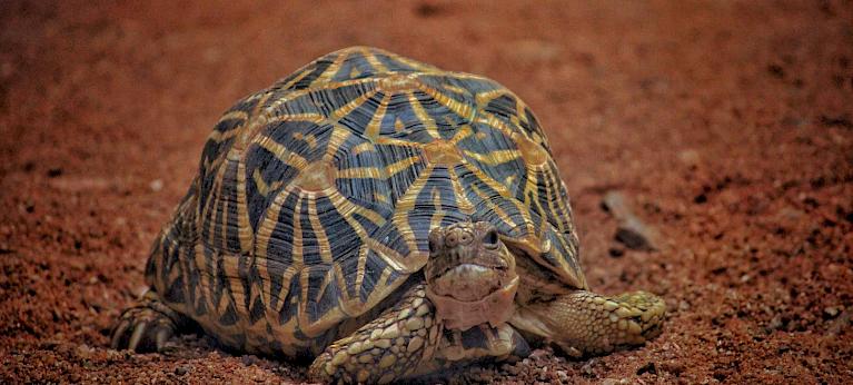 High Flying: Insight Into Wildlife Trafficking Through India's Airports - Wildlife Trade Report from TRAFFIC High Flying: Insight Into Wildlife Trafficking Through India's Airports - Wildlife Trade Report from TRAFFIC