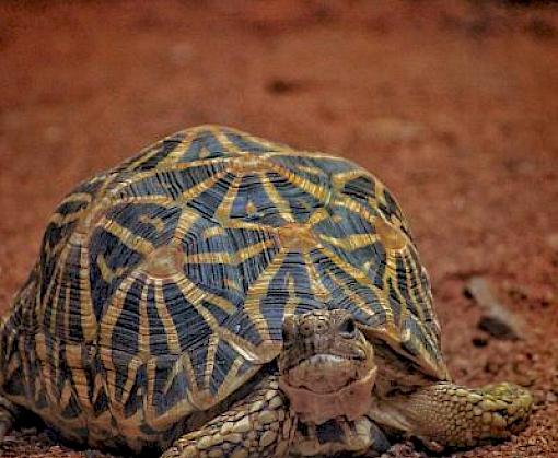High Flying: Insight Into Wildlife Trafficking Through India's Airports