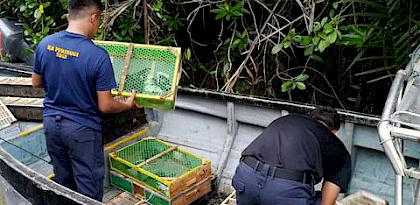 Songbirds sunk—almost 300 birds drowned by smugglers in dramatic confiscation