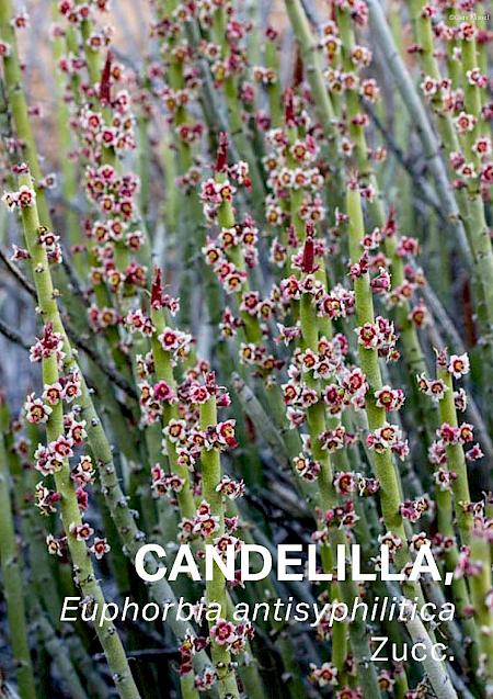 Candelilla Wax: Uncovering the beauty and blemishes behind wild