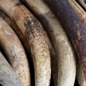 The Ivory Trade