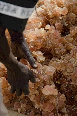 Harvesting gum arabic in Sudan – in pictures, Global development