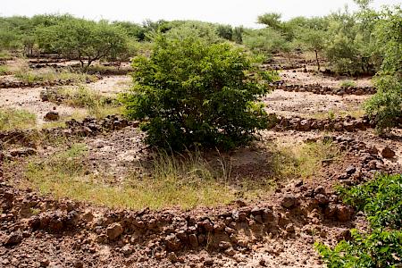 Harvesting gum arabic in Sudan – in pictures, Global development