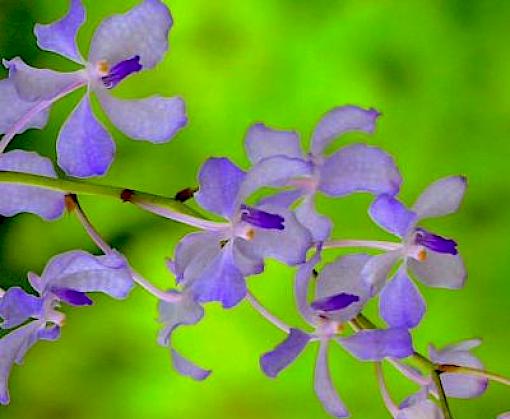 Factsheet on Orchids in India's illegal wildlife trade
