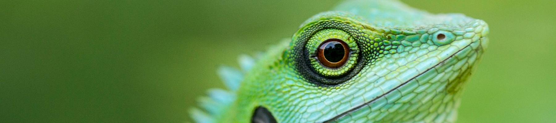 Green crested Lizard