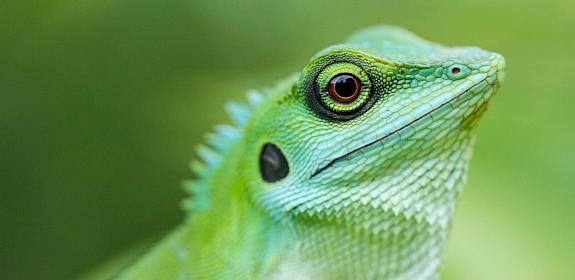 Green crested Lizard