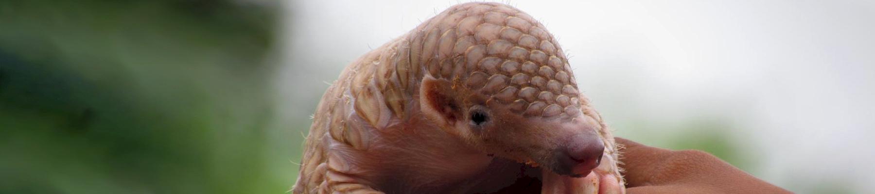 An Indian Pangolin Manis crassicaudata © Rajesh Kumar Mohapatra