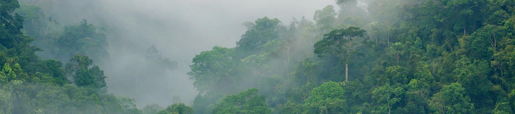 Rừng ở chân núi Cameroon © A. Walmsley / TRAFFIC