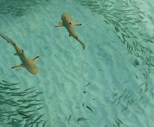 World Oceans Day 2022