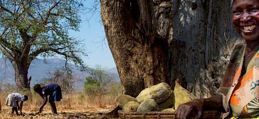 Baobab – combatting desertification through sustainable supply chains