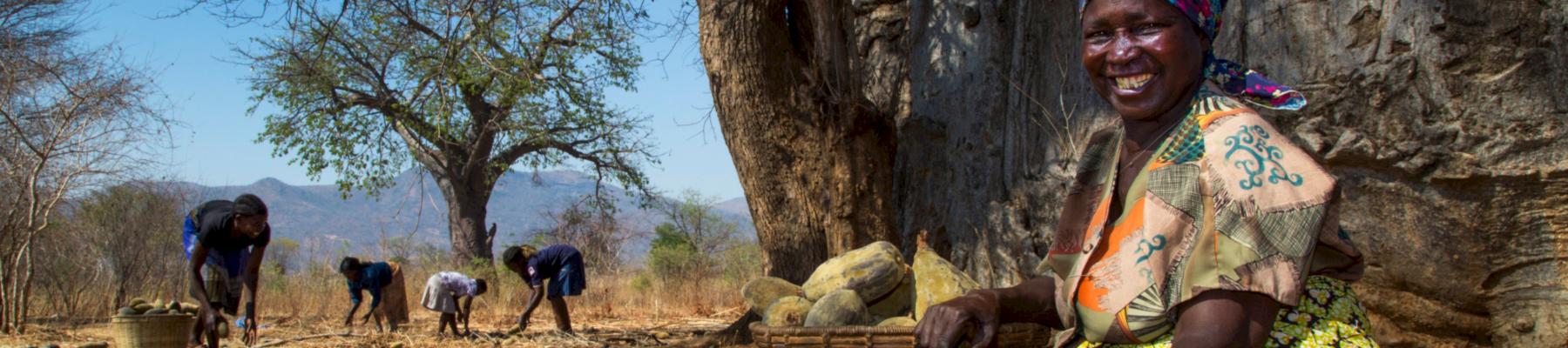 Baobab harvester © B'Ayoba