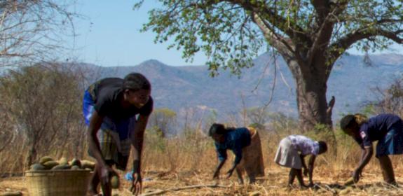 Baobab harvester © B'Ayoba