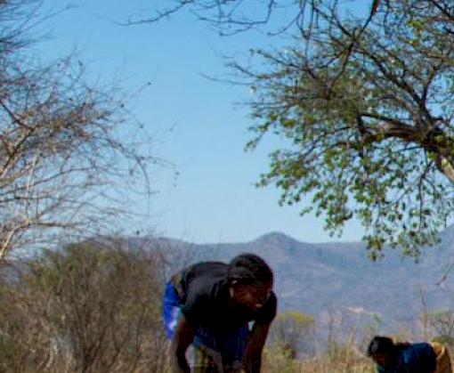 Baobab – combatting desertification through sustainable supply chains