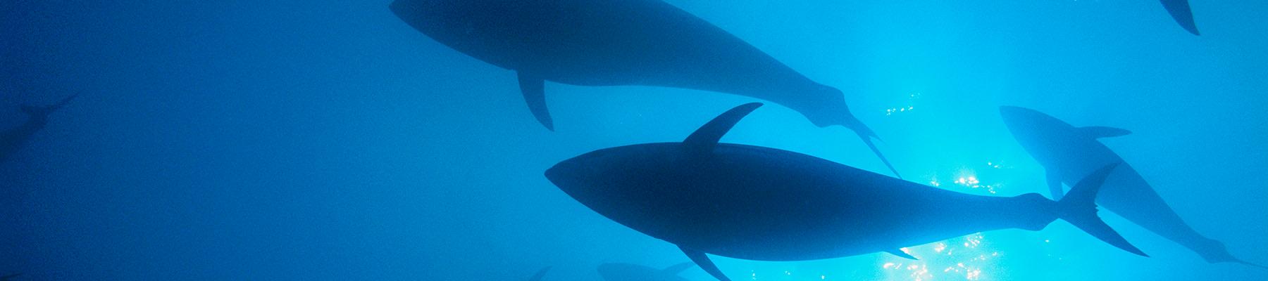 Cá ngừ vây xanh phía bắc © Brian J. Skerry / National Geographic Stock / WWF
