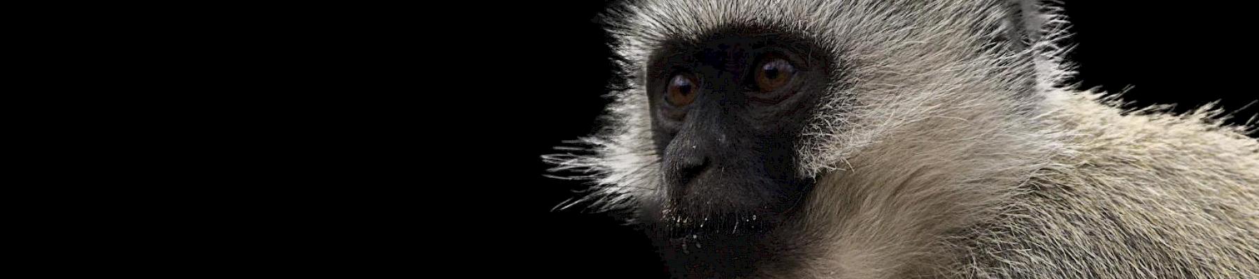 Vervet monkeys were one of the most common CITES-listed species found for sale