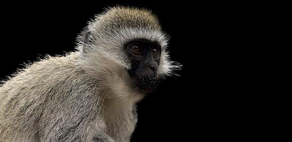 Vervet monkeys were one of the most common CITES-listed species found for sale