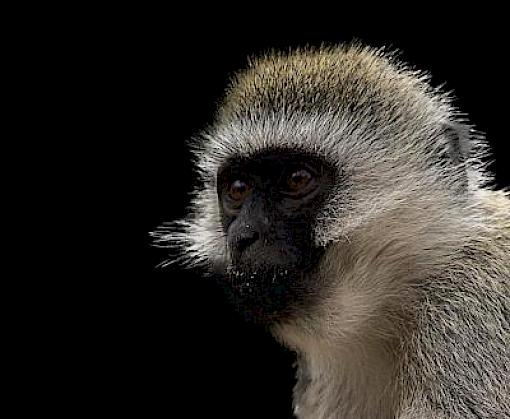 Cyber-enabled wildlife trade in Central African Countries and Nigeria