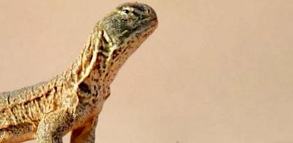 Factsheet on Indian Spiny-tailed Lizard in illegal wildlife trade
