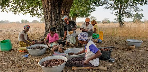 Shea butter production process ©Axel Fassio/CIFOR