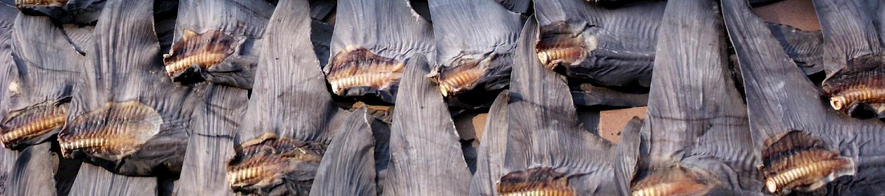 Shark fin with skin, during the drying process, taken in Hong Kong. © WWF-Hong Kong / Tracy Tsang