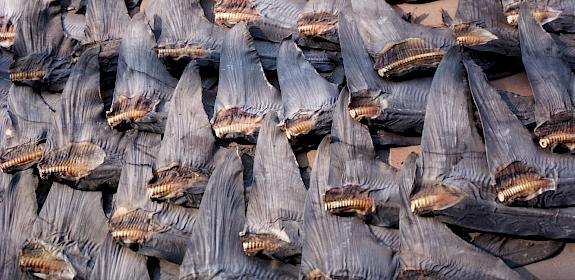 Shark fin with skin, during the drying process, taken in Hong Kong. © WWF-Hong Kong / Tracy Tsang