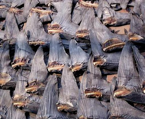 Compliance Protocol for managing stockpiles of CITES-listed shark fins in Hong Kong SAR