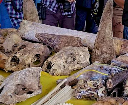 Massive ivory and menagerie of wildlife parts seized in Malaysian port