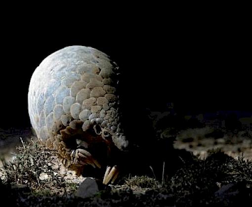 'Catalysing Chinese consumers’ choice to reduce the demand for illegal wildlife products