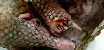 Philippine Pangolins lost in the big city