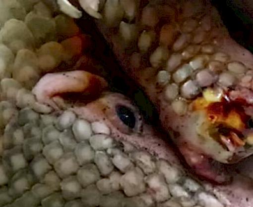 Philippine Pangolins lost in the big city