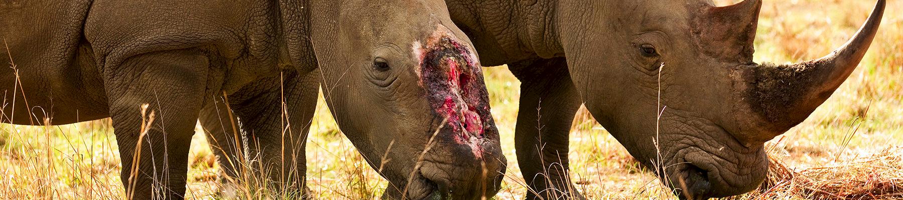 A female rhino who survived a brutal dehorning by poachers in Natal, South Africa © Brent Stirton / Getty Images / WWF-UK