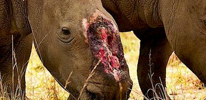 South Africa: rhino poaching in 2017 almost matches 2016 figure, with KwaZulu Natal now bearing the brunt