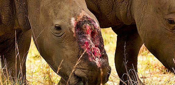 A female rhino who survived a brutal dehorning by poachers in Natal, South Africa © Brent Stirton / Getty Images / WWF-UK