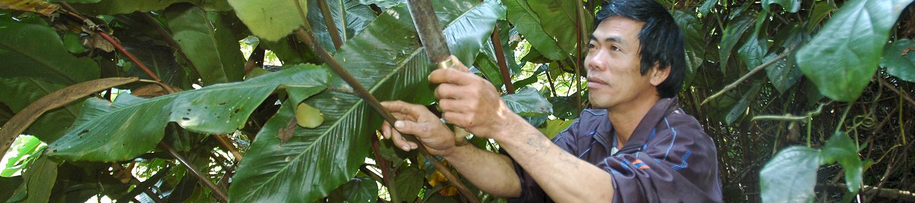 A local collector sustainably harvesting Alpinia malaccensis in Viet Nam © Dr Nguyen Tap / TRAFFIC