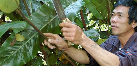 A local collector sustainably harvesting Alpinia malaccensis in Viet Nam © Dr Nguyen Tap / TRAFFIC