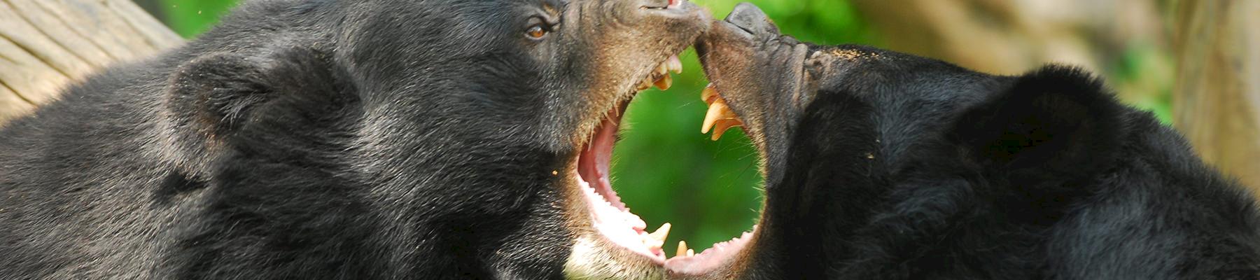 Two Malaysian Sun bears © Anton Vorauer / WWF