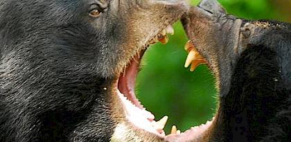Experts gather to develop a Sun Bear conservation plan–the first ever for bears