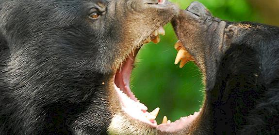 Two Malaysian Sun bears © Anton Vorauer / WWF