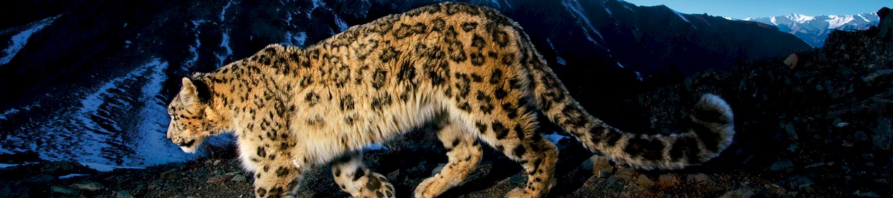 A Snow leopard Panthera uncia traversing a rocky slope in India © National Geographic Stock / Steve Winter / WWF